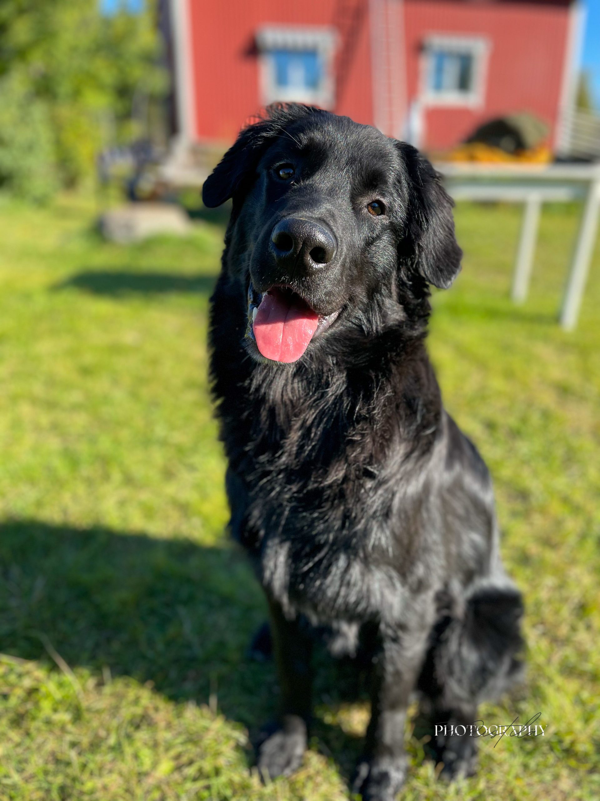 Loki