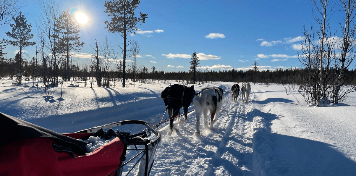 A Snøsnute dog team running across a frozen lake in low winter sun
